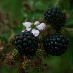 Chester Blackberry Bushes