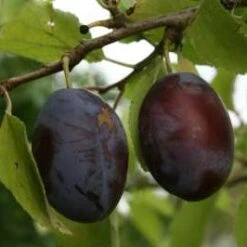Herman Plum Trees