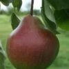 (A) Packhams Triumph Pear Trees -Fruit Trees Sales 2024 15D20Packhams20T