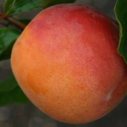 Royal Orange Apricot Trees