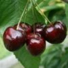 Bradbourne Black Cherry Trees -Fruit Trees Sales 2024 25D20Bradbourne20Black