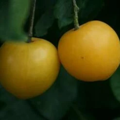 Coe's Golden Drop Plum Trees