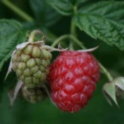 *glen Prosen Raspberry Bushes