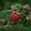 *malling Jewel Raspberry Bushes -Fruit Trees Sales 2024 25D20Jewel