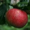 (T) Blenheim Orange Apple Trees -Fruit Trees Sales 2024 35D20BO