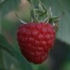 Malling Delight Raspberry Bushes -Fruit Trees Sales 2024 35D20Delight