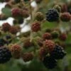 John Innes Blackberry Bushes -Fruit Trees Sales 2024 35D20John20Innes