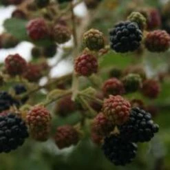 John Innes Blackberry Bushes
