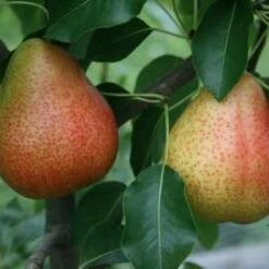 (B) Josepene De Malines Pear Trees