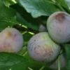 Kirkes Blue Plum Trees 1 Kirkes Blue Plum Trees -Fruit Trees Sales 2024 35D20Kirkes20Blue