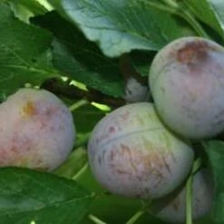 Kirkes Blue Plum Trees