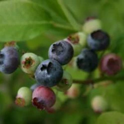 Northland Blueberry Bushes