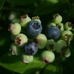 Spartan Blueberry Bushes