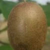 Abbott Kiwi Plants -Fruit Trees Sales 2024 45D20Abbott