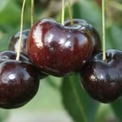 Black Oliver Cherry Trees