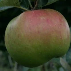 (T) Bramley's Seedling Apple Trees