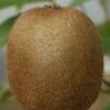 Bruno Kiwi Plants 2 Bruno Kiwi Plants -Fruit Trees Sales 2024 45D20Bruno