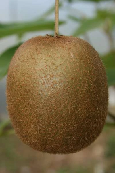 Bruno Kiwi Plants -Fruit Trees Sales 2024 45D20Bruno