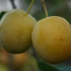 Cox's Emperor (Syn Queens Crown) Plum Trees