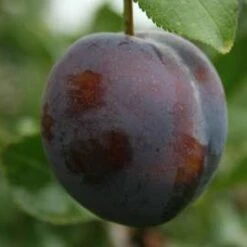 Marjorie's Seedling Plum Trees
