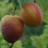 Moorpark Apricot Trees -Fruit Trees Sales 2024 45D20Moorpark
