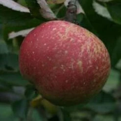 (A) Christmas Pearmain Apple Trees