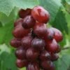 Chasselas Rose Grape Vines -Fruit Trees Sales 2024 55D20Chas20Rose