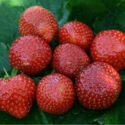 Emily Strawberry Plants