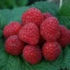 *glen Ample *new* Raspberry Bushes -Fruit Trees Sales 2024 55D20Glen20Ample
