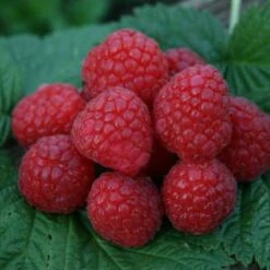 *glen Ample *new* Raspberry Bushes