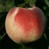 Kestrel Peach Trees -Fruit Trees Sales 2024 55D20Kestrel