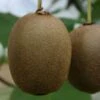 Monty Kiwi Plants 2 Monty Kiwi Plants -Fruit Trees Sales 2024 55D20Monty