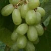 Buckland Sweetwater Grape Vines -Fruit Trees Sales 2024 820Buckland20S