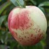 John Rivers Nectarine Trees -Fruit Trees Sales 2024 820John20Rivers