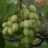 Madeleine Sylvaner Grape Vines -Fruit Trees Sales 2024 820Mad20Sylvie