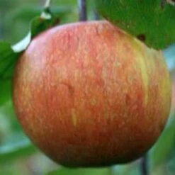 (B) Adams Pearmain Apple Trees