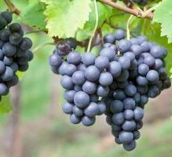 Alicante Grape Vines