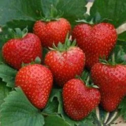 Alice Strawberry Plants