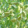 Ingrid Almond Tree -Fruit Trees Sales 2024 Almond Ingrid