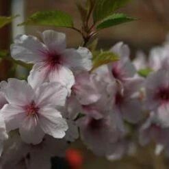 Dulcis Common Almond Tree