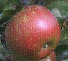 (B) Major Cider Apple Trees -Fruit Trees Sales 2024 Apple Major