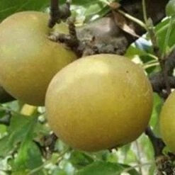 (A) Egremont Russet Apple Trees