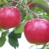 (A) Idared Apple Trees -Fruit Trees Sales 2024 Apple20Idared