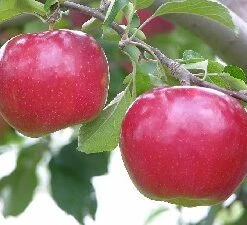 (A) Idared Apple Trees