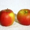 (T) Jonagold Apple Trees -Fruit Trees Sales 2024 Apple20Jonagold