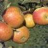 (C) Self Fertile Cox Apple Trees -Fruit Trees Sales 2024 Apple20Self20Fertile20Cox