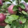 * (C) Spartan Apple Trees -Fruit Trees Sales 2024 Apple20Spartan