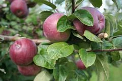 * (C) Spartan Apple Trees