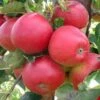 (B) Discovery Apple Trees -Fruit Trees Sales 2024 Apple20Trees20for20sale20 20Discovery