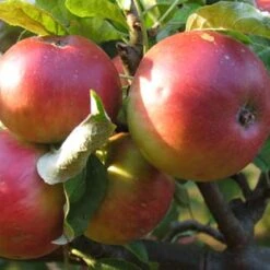 (B) Worcester Pearmain Apple Trees